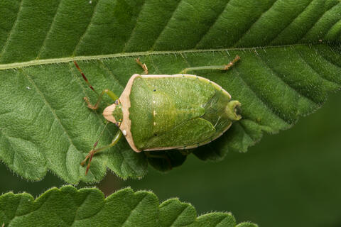 Trichopoda pictipennis Photo 2